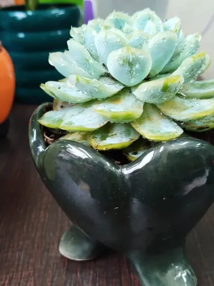 A beautiful succulent nestled in a heart-shaped ceramic pot. This makes for a very sweet and lasting gift for a loved one, symbolizing love and resilience.