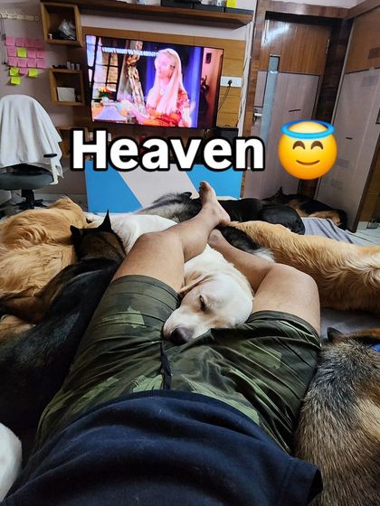 This is my heaven. Surrounded by sleeping dogs, all my stress just melts away.