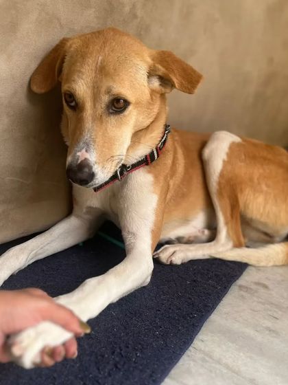 This is Browny, a 1.5-year-old female Indie who is calm, friendly, and house-trained. She is holding her foster's hand, showing her trusting and gentle nature.