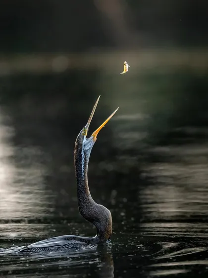 The perfect moment. A darter tosses its catch at Keoladeo National Park. Capturing action like this requires fast shutter speeds and being ready for the unpredictable. On my wetland tours, we focus on mastering the technical skills needed for these rewarding shots.