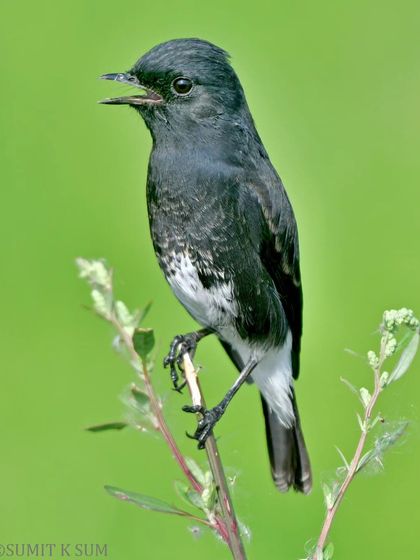 A Pied Bushchat singing from its perch, its mouth open in song.
