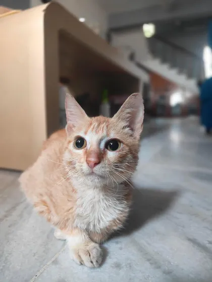 Meet Kitkat, a tiny fighter with a huge spirit. Found dumped under a tree, she has some neurological challenges and is visually impaired, but her will to live is unbreakable. We believe every animal, including those with special needs, deserves a loving home.