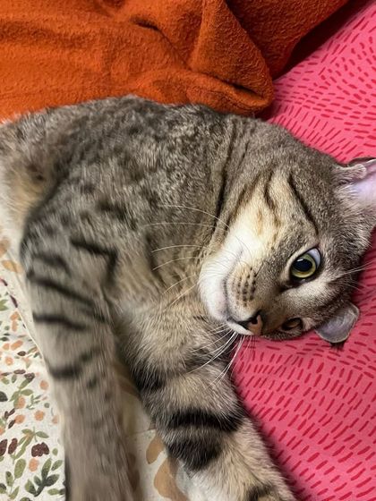 I was definitely catching feels for Leo during his stay. We started and ended every day with a cuddle session.