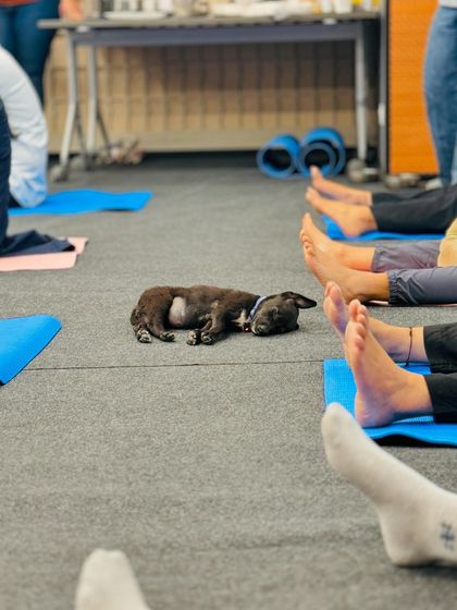 The ultimate shavasana. A tiny puppy sleeps soundly on the floor between rows of participants resting in corpse pose.