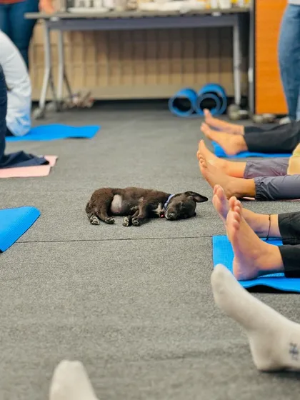The ultimate shavasana. A tiny puppy sleeps soundly on the floor between rows of participants resting in corpse pose.