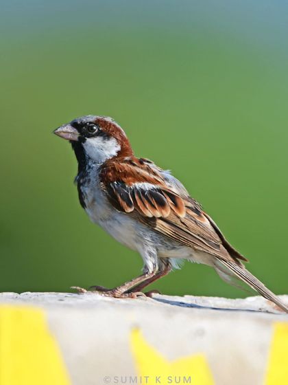 A House Sparrow, a common bird with a clean green background. Their populations are declining, making every sighting a little more special.