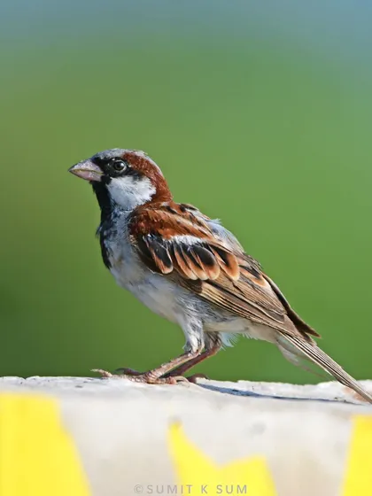 A House Sparrow, a common bird with a clean green background. Their populations are declining, making every sighting a little more special.
