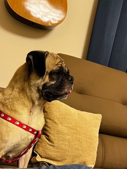 PL Paws - Dog Adoption Services Happy Tails: Our Adoptees in Their Forever Homes photo 52