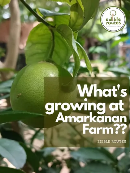 What's growing at our Amarkanan Farm? This beautiful, juicy lemon is just one example of the fresh, organic produce we cultivate for our community.
