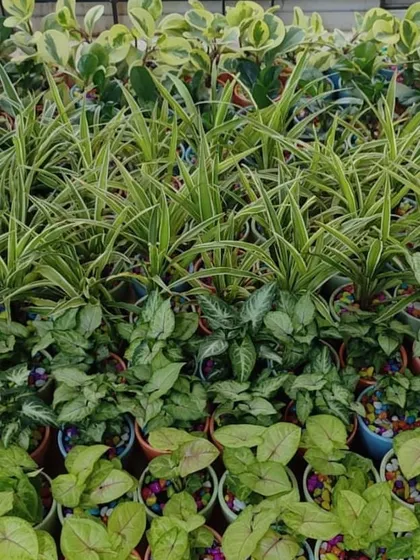 A large collection of plants prepared for a branded gift order for Talrak Construction, featuring Spider Plants, Peperomia, and Syngonium.