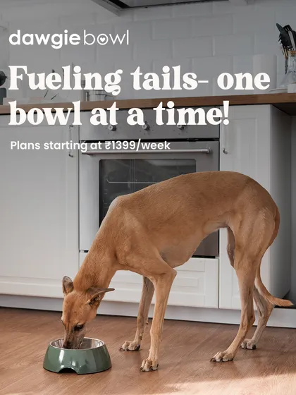 I am here to fuel your pet's energy, one bowl at a time. This image of a dog enjoying its meal in the kitchen shows how effortlessly our service fits into your life, providing vitality with every serving.