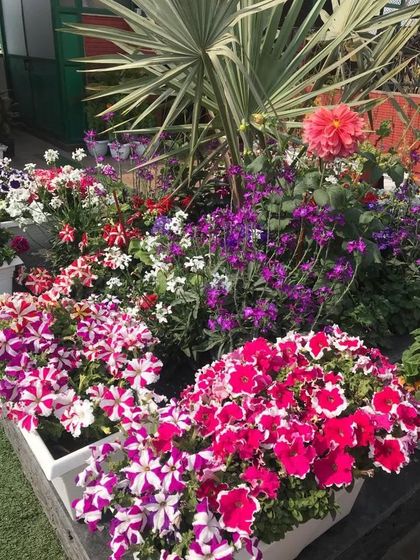 A closer look at the vibrant mix of pink, purple, and white petunias in this terrace garden. We select flowers that bloom profusely to ensure a long-lasting and colorful show.