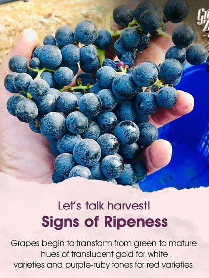 One of the key signs of ripeness is the transformation of color. Grapes change from green to translucent gold for white varieties and deep purple-ruby tones for red varieties, signaling they are ready for harvest.