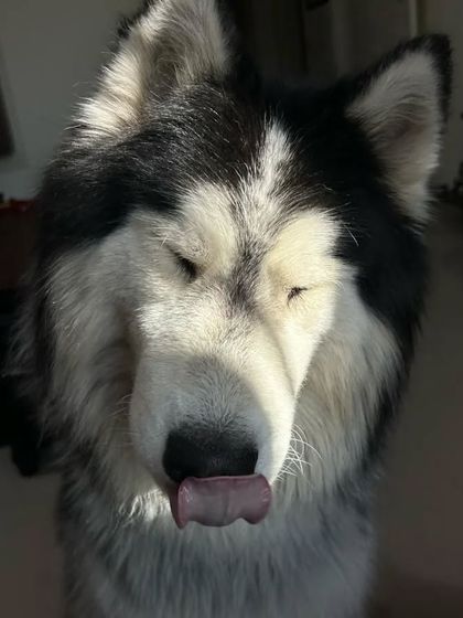 A repeat of the previous image, showing Ceasar the husky looking relaxed and content in the sun.