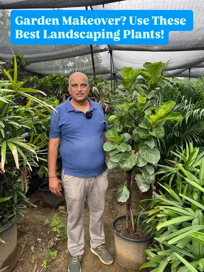 Looking for a garden makeover? Use large landscaping plants like this beautiful Fiddle Leaf Fig to create an instant impact.