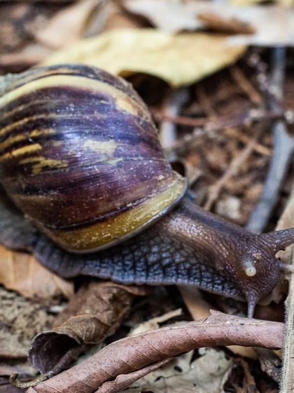 A giant snail makes its way across the forest floor at Aravali Creek. The return of slow-moving creatures like snails indicates a moist, healthy soil environment rich in decaying organic matter.