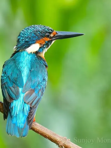 The Common Kingfisher, a familiar gem, sits poised on a perch. Its vibrant blue plumage and watchful eye make it a favorite subject, and I teach techniques to capture its character even in a simple portrait.