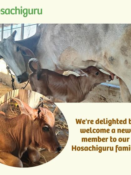 Welcome to the newest member of our family at Abhivrudhi Farms. The birth of a calf is always a moment of joy and a sign of a healthy, thriving farm environment.