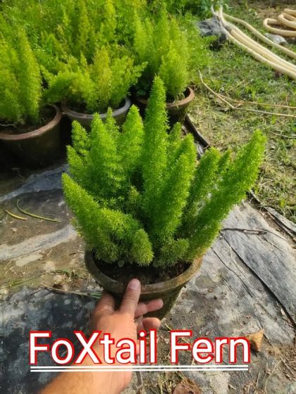 A healthy Foxtail Fern in a nursery pot. It's not a true fern, but its foliage is very delicate and attractive.
