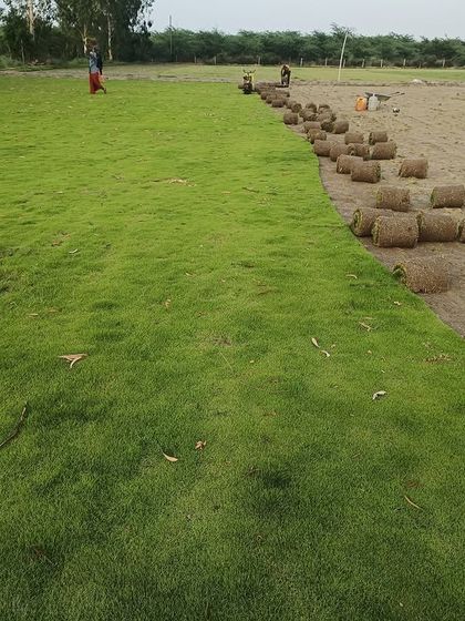 A freshly harvested field showing the quality of the grass. This is Selection No. 1 grass, perfect for premium lawns in Noida and Delhi NCR.