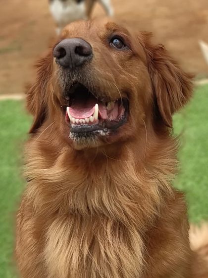 A handsome Golden Retriever, looking up with so much love. They are a joy to have around.