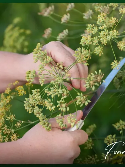 Fennel is a versatile herb where you can use the fronds, stems, and seeds. It has a lovely, mild anise flavor and is easy to grow in a sunny spot.