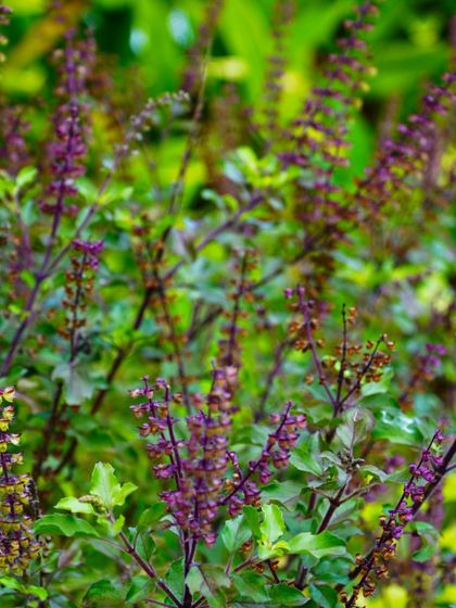 Tulsi, or Holy Basil, is a sacred plant in India with powerful medicinal properties. We grow it all over the ashram, and its leaves can be added to water for a refreshing and purifying drink.