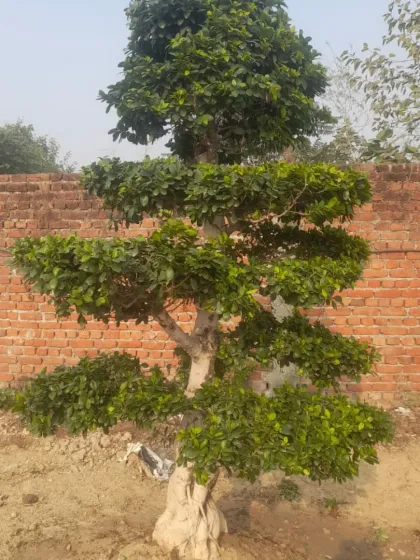 A well-shaped Ficus bonsai tree planted on-site. Even against a simple brick wall, its unique form stands out, making it a great choice for outdoor landscaping.