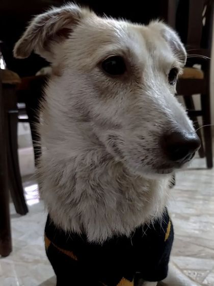 Aditi - In-Home Pet Sitting Meet the Whole Gang photo 15