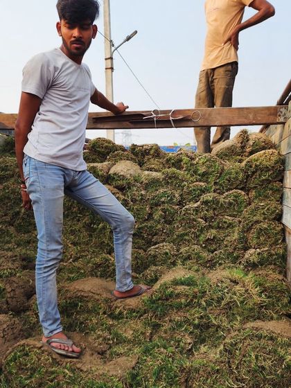 Delhi Gardner - Wholesale Plant & Turf Supply Natural Grass Turf: From Our Farm to Your Project photo 119