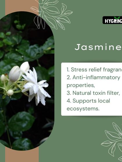 Hygrinz - Plant Sales & Gardening Supplies Gardening Tips & Plant Facts photo 28