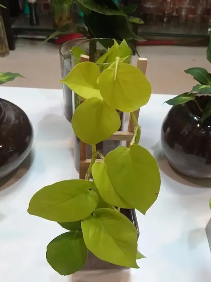 A Golden Pothos climbing on a small wooden trellis. This is a great way to add some vertical interest to your indoor plant display.