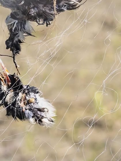 The decomposed bodies of birds caught in nets. We found over 25 dead birds, including starlings and kingfishers, and spent over an hour removing the nets.