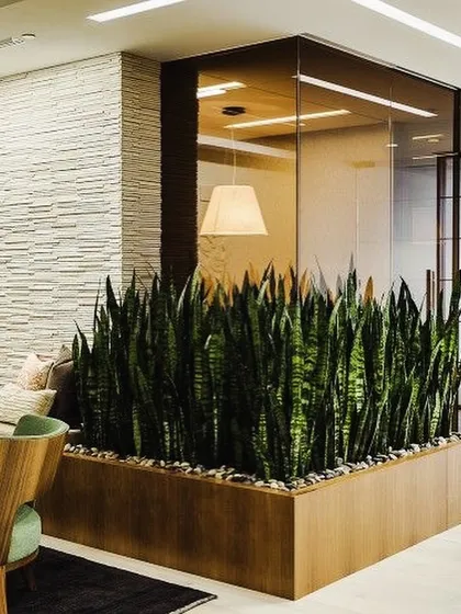 A large planter filled with Snake Plants acts as a natural and stylish divider in this office lounge. It separates the seating area while purifying the air and adding a strong vertical element.