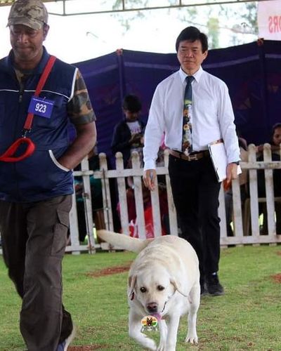 Show Dog Training