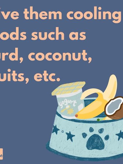 Offer your dog cooling foods like curd, coconut water, or pieces of dog-safe fruits. These can help them stay hydrated and cool from the inside out.