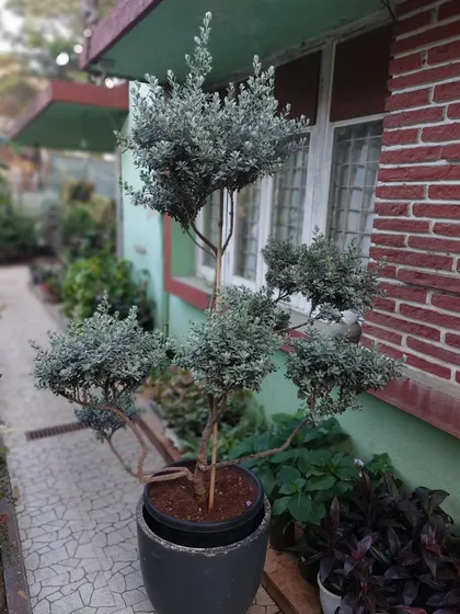 This specimen tree, with its carefully pruned branches, shows the artistry involved in creating a living sculpture. We take great pride in shaping these plants over time.