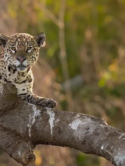The Pantanal is a paradise, and the jaguar is its apex predator. Seeing this magnificent cat for the first time, with its powerful build and stunning rosette coat, was a dream come true. This image captures its quiet confidence.