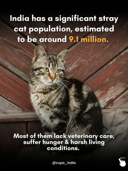 Cupa - Spay/Neuter & Animal Birth Control Our Cat Sterilization Program (TNR) photo 13