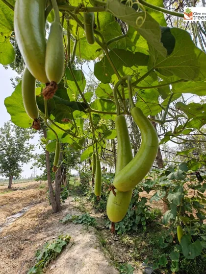 The fruits of our labor are not just trees, but also fresh, organic produce like these bottle gourds. Our integrated approach at sites like Uldeypur supports both biodiversity and local food security.