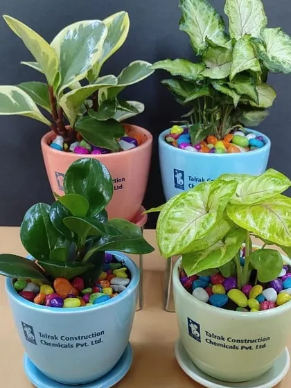 We offer a diverse range of plant and pot combinations for corporate orders. This set for Talrak Construction showcases four different plant types in four distinct pot colors, all featuring their company branding.