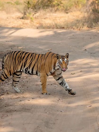 Solo on the move, a glimpse into the life of one of Bandhavgarh's most iconic tigers.