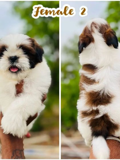 This female Shih Tzu puppy shows off her beautiful brown and white patched coat and sweet expression. She is a perfect example of the healthy, purebred companion dogs we raise.