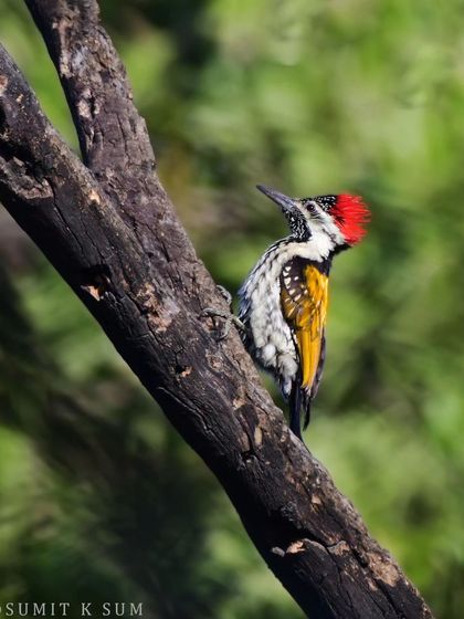 The Flameback woodpecker on a dead tree, its natural habitat for foraging and nesting.