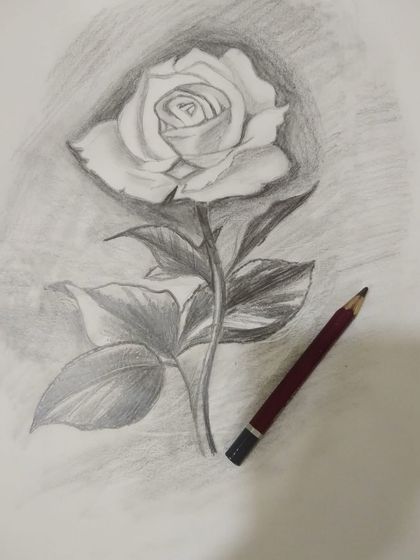 A beautiful pencil sketch of a rose, focusing on the delicate petals and leaves.