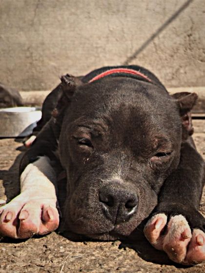 Sleepy boy. Sultan taking a nap on the ground, completely at ease in his surroundings. A well-cared-for dog is always relaxed.