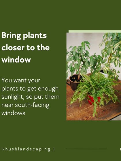 Proper light is crucial. We advise placing plants near windows, especially south-facing ones, to ensure they get enough sunlight to thrive indoors.