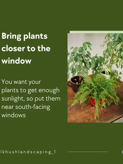 Proper light is crucial. We advise placing plants near windows, especially south-facing ones, to ensure they get enough sunlight to thrive indoors.