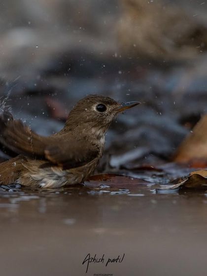 The Brown-breasted Flycatcher splashes in the water, a refreshing moment captured in time.