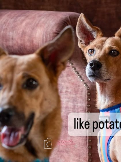 A funny and relatable shot of two indie dogs, perfectly capturing the phrase "like potato chips, you can't have just one."